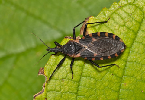 Malattia di Chagas